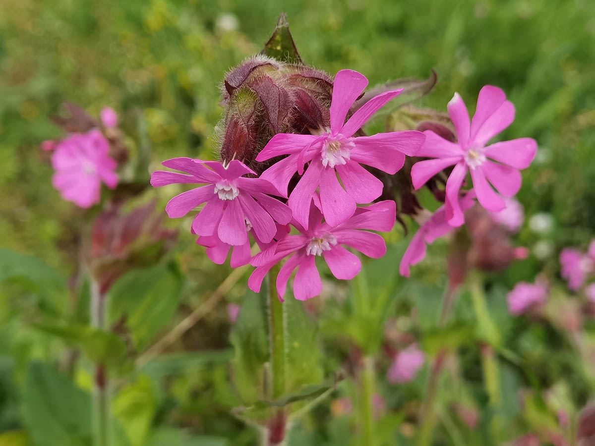 Silene dioica